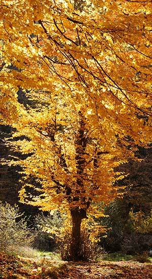 Tehran Province | Zarindasht Village