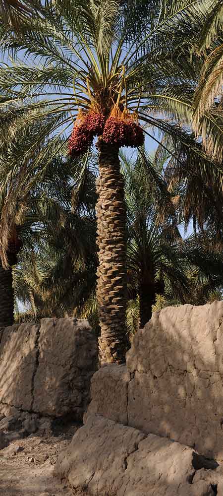 Dates tree | Palm