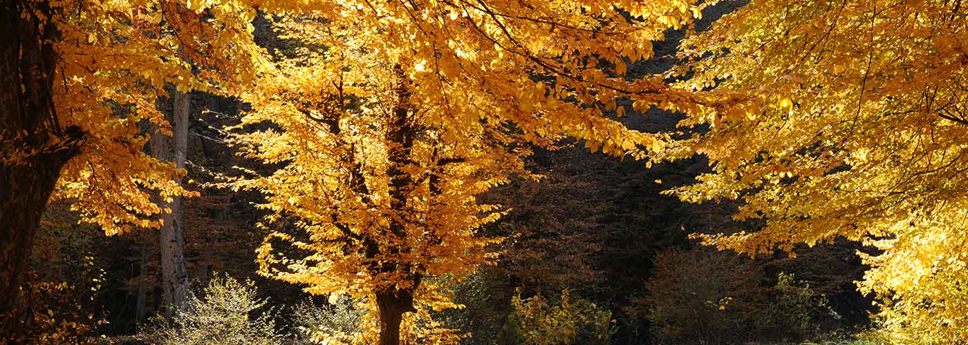 Iran Fall | Top events and places in Iran autumn | Iran Travel Guide
